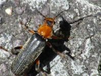 Weichkäfer, Cantharis livida