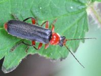 Cantharis pellucida