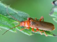 Cantharis rufa