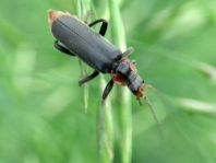 Cantharis fusca, Gemeiner Weichkäfer