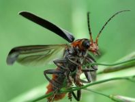 Cantharis fusca, Gemeiner Weichkäfer