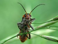 Cantharis fusca, Gemeiner Weichkäfer