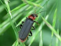 Cantharis fusca, Gemeiner Weichkäfer