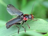 Cantharis fusca, Gemeiner Weichkäfer