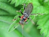 Cantharis fusca, Gemeiner Weichkäfer