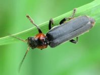 Cantharis fusca, Gemeiner Weichkäfer