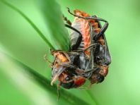 Cantharis fusca, Gemeiner Weichkäfer