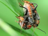 Cantharis fusca, Gemeiner Weichkäfer