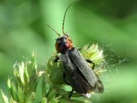 Cantharis fusca, Gemeiner Weichkäfer