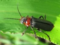 Cantharis fusca, Gemeiner Weichkäfer