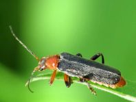 Weichkäfer, Cantharis livida
