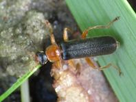 Cantharis thoracica