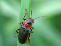 Cantharis fusca, Gemeiner Weichkäfer