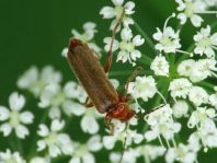 Cantharis cryptica