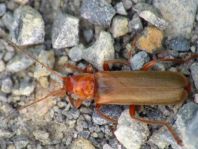 Cantharis rufa