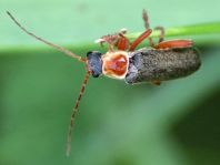 Cantharis