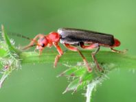 Weichkäfer, Cantharis livida