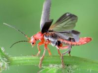 Weichkäfer, Cantharis livida