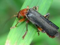 Weichkäfer, Cantharis livida