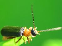 Cantharis