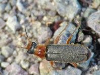 Weichkäfer, Cantharis lateralis
