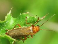 Cantharis rufa