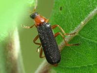 Cantharis fulvicollis