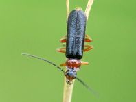 Cantharis fulvicollis