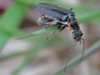 Dunkler Fliegenkäfer, Cantharis obscura