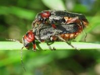 Cantharis rustica
