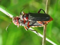 Cantharis rustica