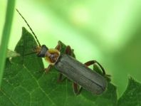 Cantharis nigricans
