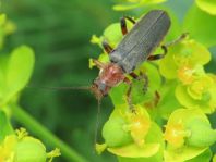 Weichkäfer, Cantharis livida