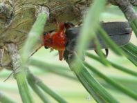 Weichkäfer, Cantharis livida