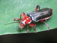 Weichkäfer, Cantharis livida