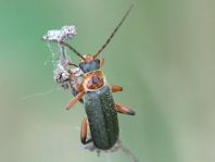 Cantharis nigricans