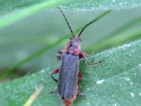 Cantharis rustica