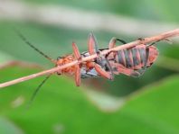 Weichkäfer, Cantharis livida