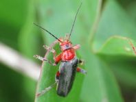 Weichkäfer, Cantharis livida