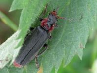 Cantharis fusca, Gemeiner Weichkäfer