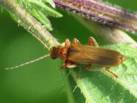 Cantharis rufa