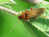 Cantharis rufa