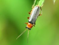 Weichkäfer, Cantharis lateralis