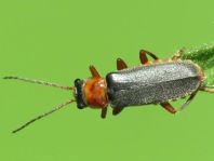 Weichkäfer, Cantharis lateralis