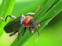 Cantharis fusca, Gemeiner Weichkäfer