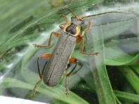 Cantharis nigricans