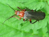 Weichkäfer, Cantharis livida