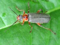 Cantharis nigricans