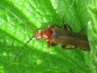 Cantharis cryptica
