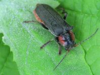 Cantharis fusca, Gemeiner Weichkäfer
